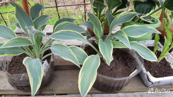 Декоративнолиственные растения. Хосты