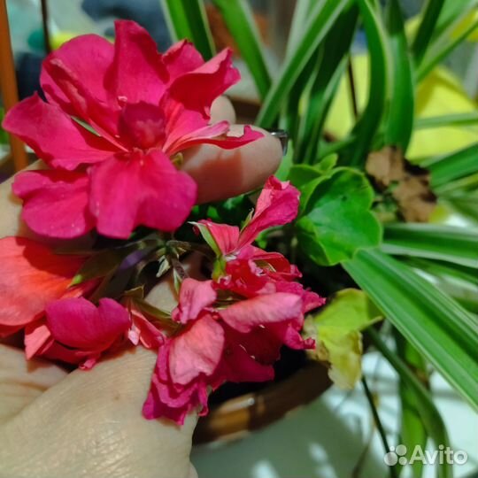 Каллизия розовая пантера, голд, ползучая, Рео