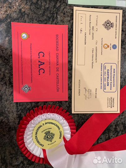 Предлагается для вязок кобель Парсон Рассел терьер