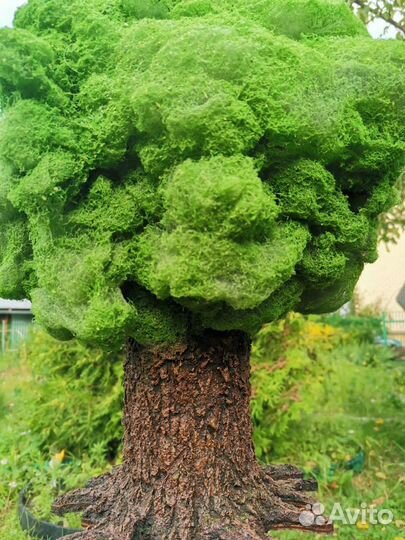 Ночник дерево