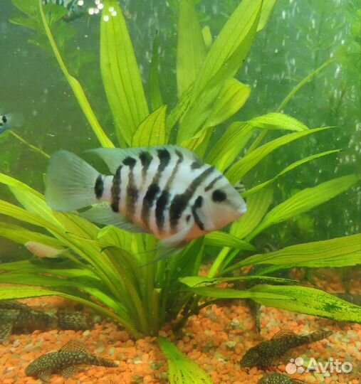 Цихлозома чернополосая