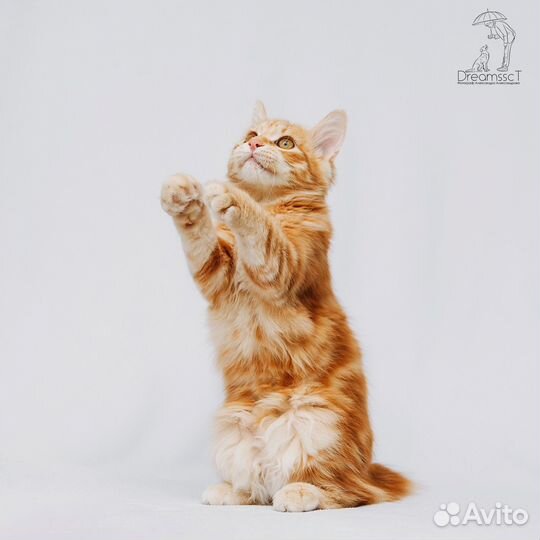 Курильский бобтейл. Котята