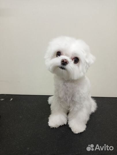 Услуги грумера/стрижка собак и кошек