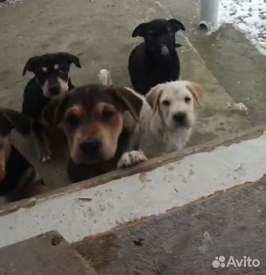 Собака в добрые руки
