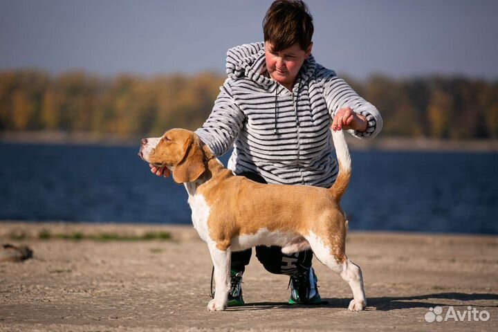 Бигль вязка