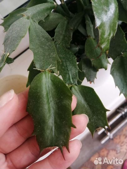 Декабрист лососевый скрутка