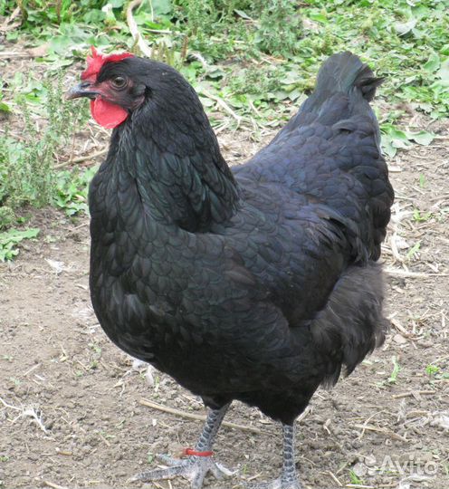 Чешский доминант молодки