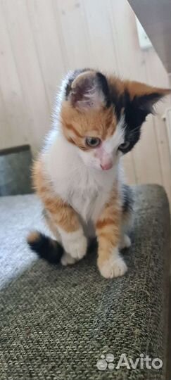 Кошка в дар