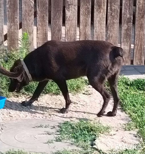 Ева сторож