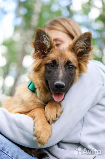 Щенок из приюта ищет семью