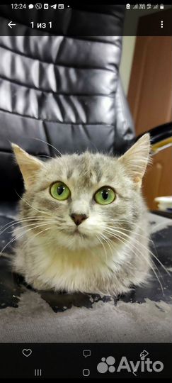 Котенок 4 мес Кошка