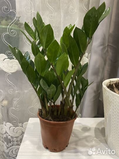 Замиокулькас