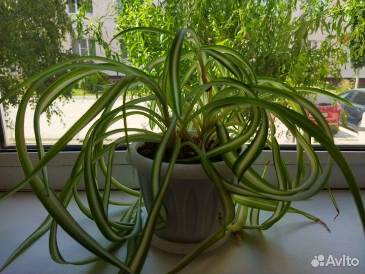 Хлорофитум кудрявый