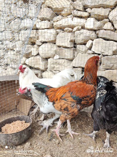 Орловские куры