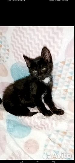 Ищем дом для котят