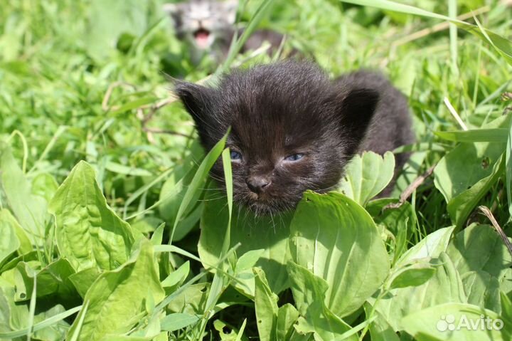 Кот 4 (07.06 2023 г.). Чёрный как уголь, крупный