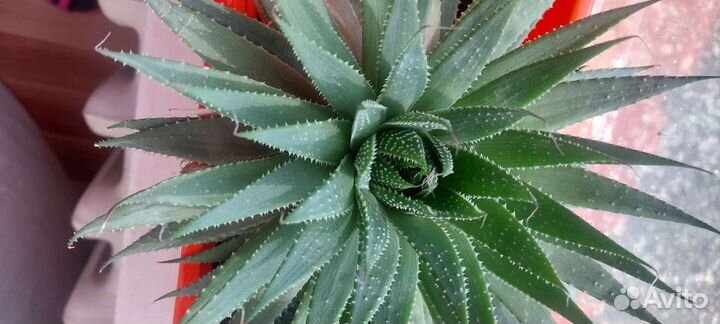 Алое. Драцена