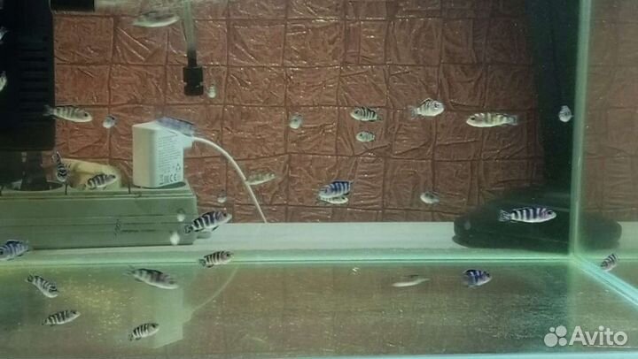 Псевдотрофеус демасони