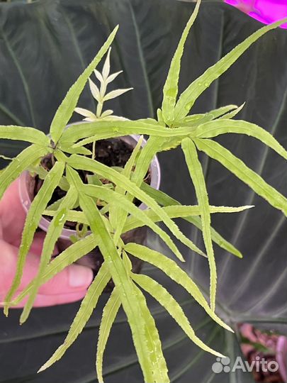 Папоротник Птерис