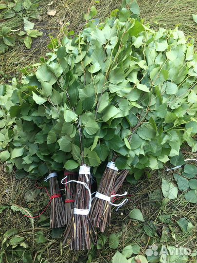 Березовые веники