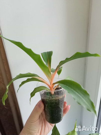 Хлорофитум оранжевый