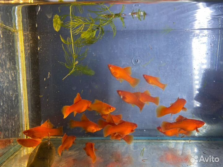 Меченосцы брокколи