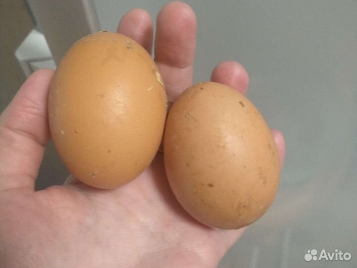 Яблоки, яйца домание, перга пчелиная, мёд