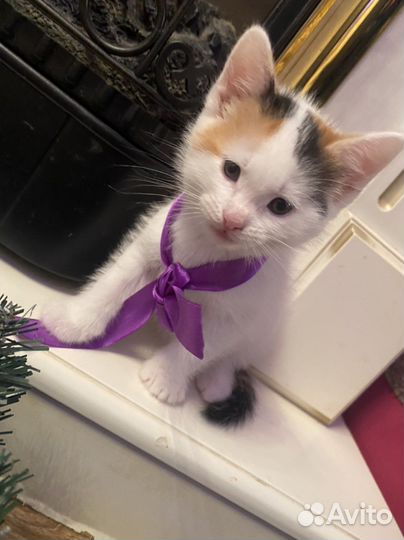 Котенок в добрые руки