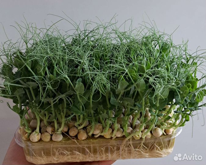 Микрозелень