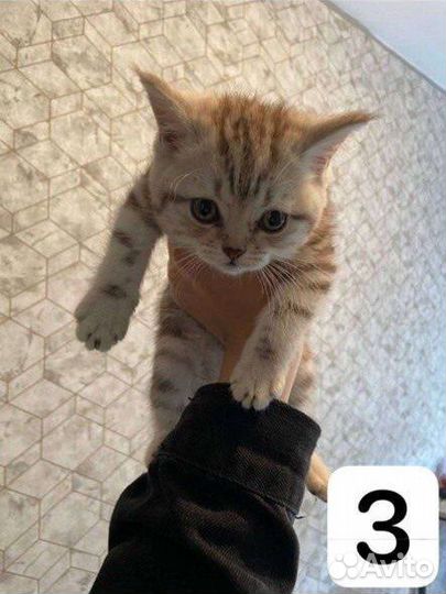Британские котята