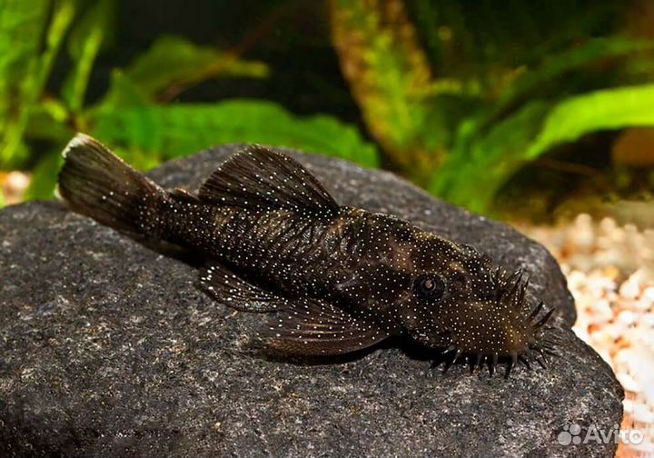 Сом Анциструс