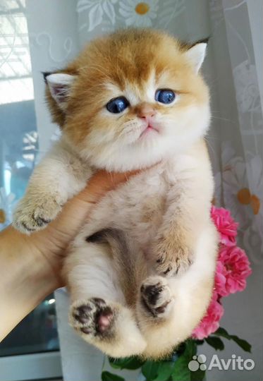 Золотые британские котята