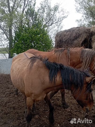 Лошадь кобыла