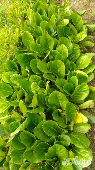 Клематис кустовой