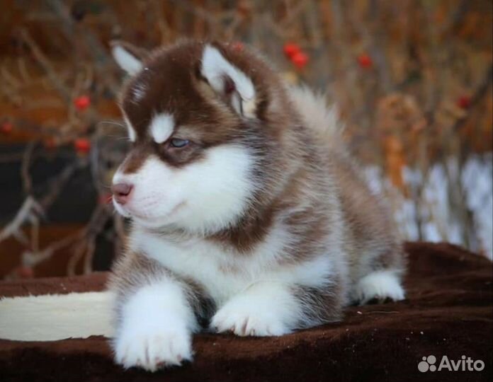 Мохнатые плюшки маламута