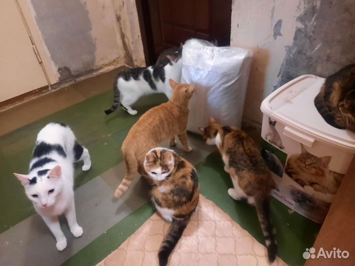 Помогите моим подопечным