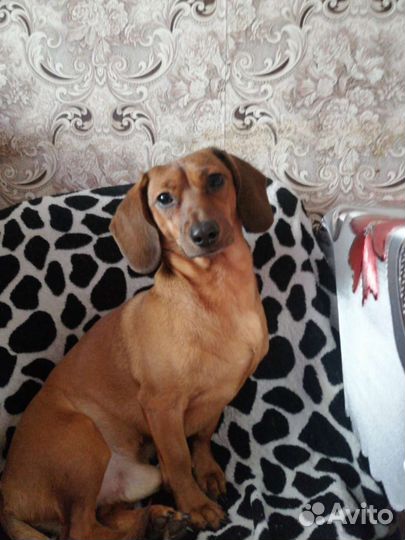 Кроличья такса