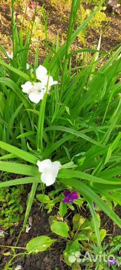 Цветы для сада