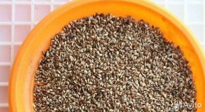 Доставка семян ели