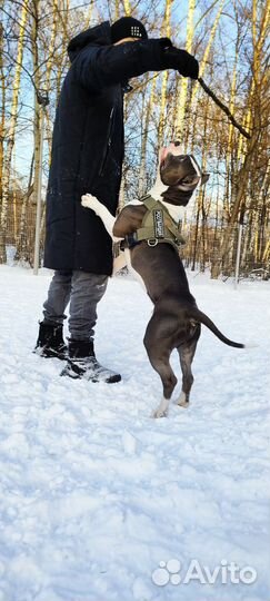 Сутулая собака в аренду