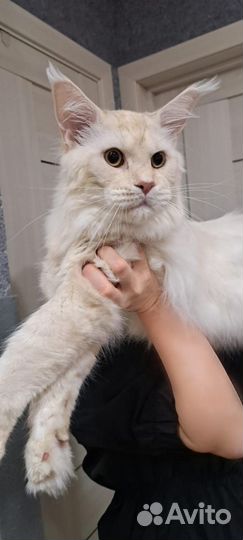 Мейн-кун кот