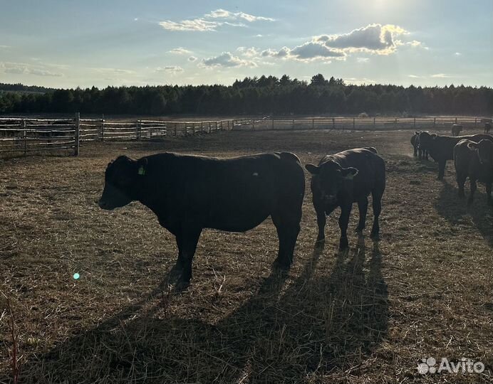 Разнорабочий