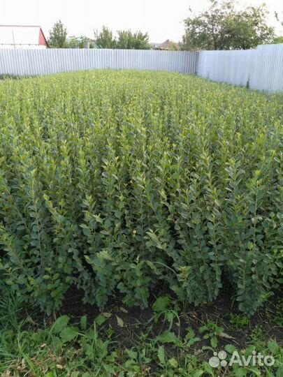 Кизильник блестящий