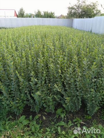 Кизильник блестящий