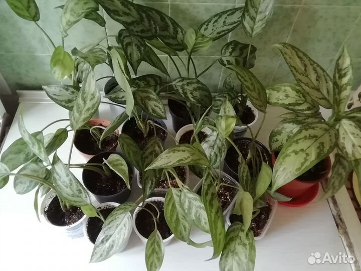 Аглаонема(черенки)