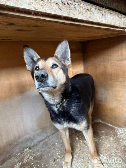 Прекрасная собачка в поиске любящей семьи