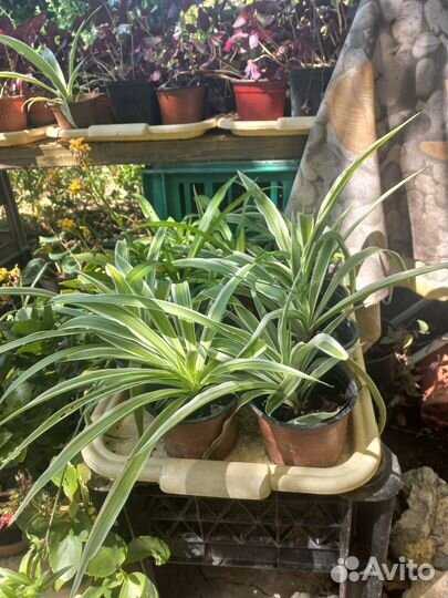 Хлорофитум