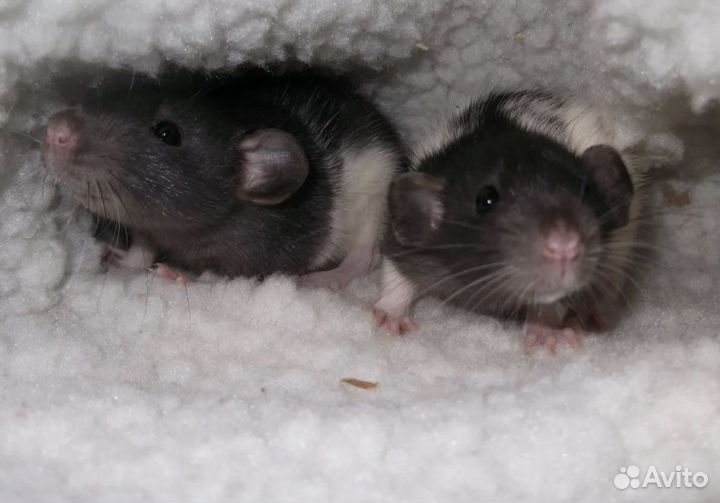 Крысята