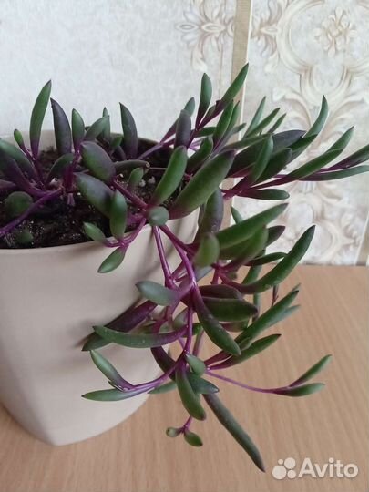 Суккуленты ампельные