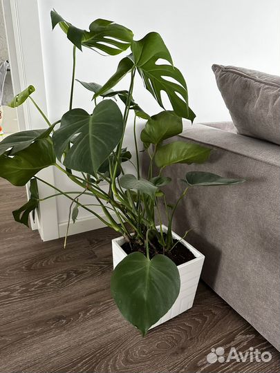 Монстера домашнее растение